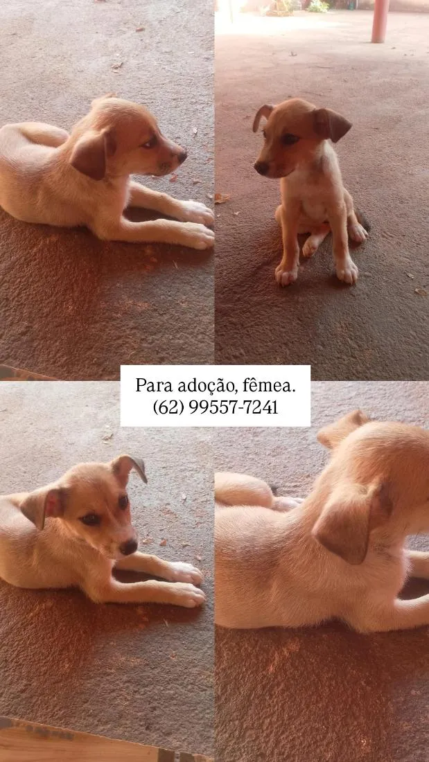 Cachorro raça SRD-ViraLata idade 2 a 6 meses nome Amélia 