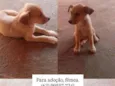 Amélia 