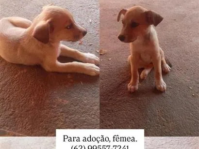 Cachorro raça SRD-ViraLata idade 2 a 6 meses nome Amélia 