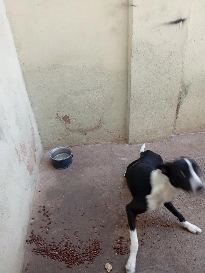 Cachorro raça SRD-ViraLata idade 7 a 11 meses nome logan 