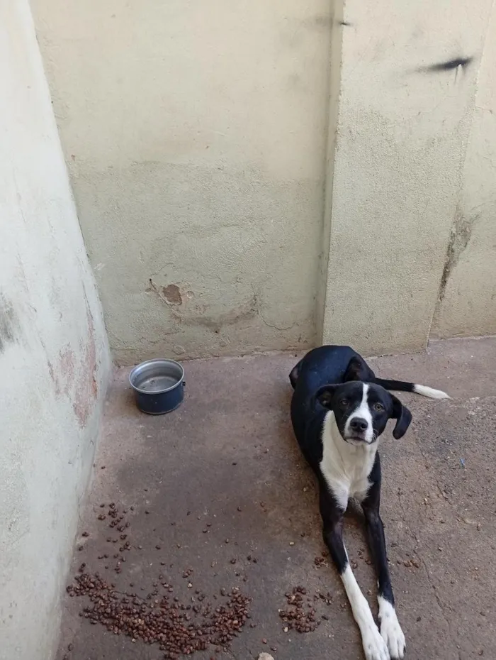 Cachorro raça SRD-ViraLata idade 7 a 11 meses nome logan 