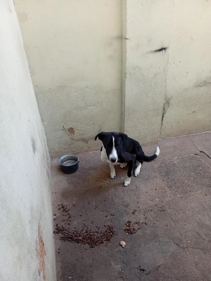 Cachorro raça SRD-ViraLata idade 7 a 11 meses nome logan 