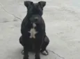Pretinha