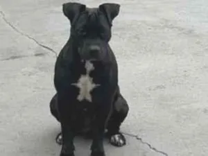 Cachorro raça Pit-Bull idade 4 anos nome Pretinha