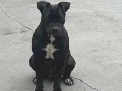 Cachorro raça Pit-Bull idade 4 anos nome Pretinha
