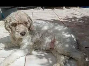 Cachorro raça SRD-ViraLata idade 6 ou mais anos nome Duquesa,fêmea 
