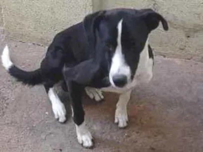 Cachorro raça SRD-ViraLata idade 7 a 11 meses nome logan 