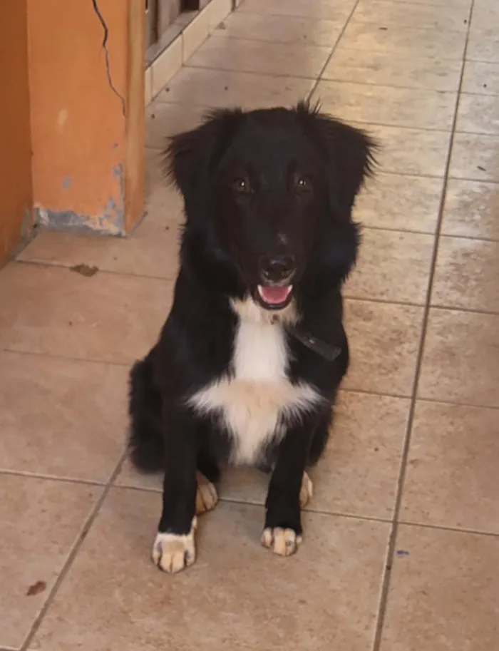 Cachorro raça Border Collie  idade 7 a 11 meses nome Kira