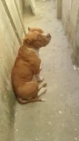 Apolo