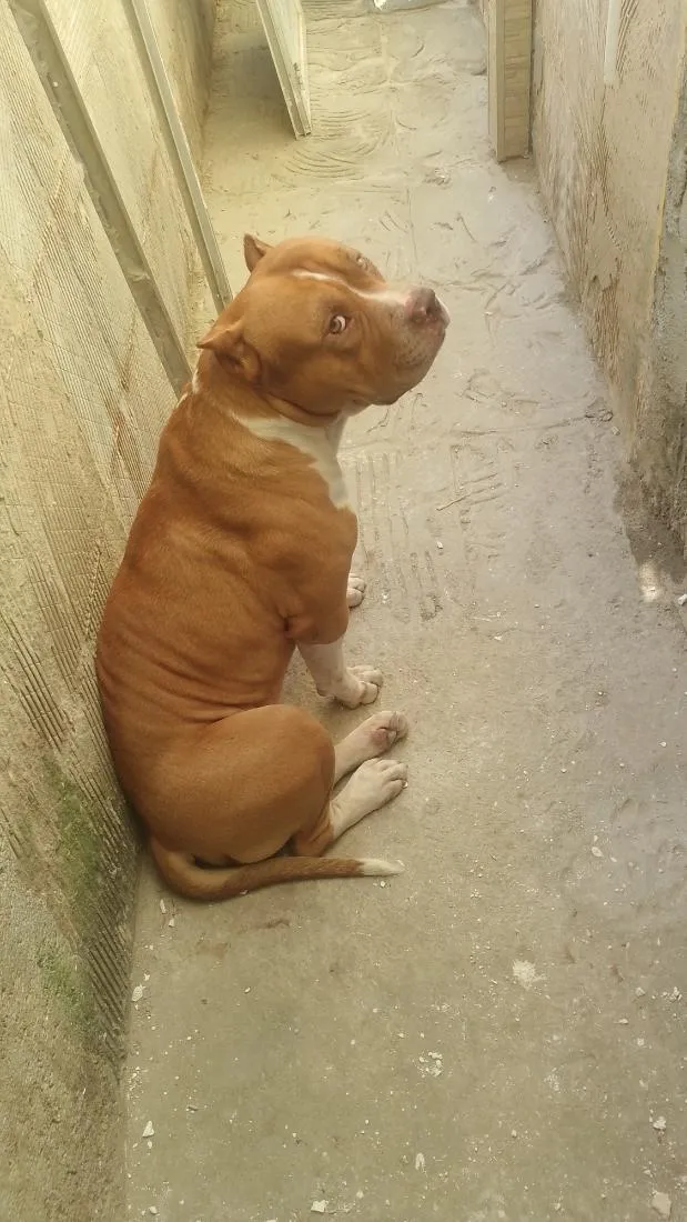 Cachorro raça Pit-Bull idade 4 anos nome Apolo