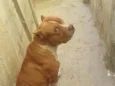 Apolo