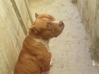 Cachorro raça Pit-Bull idade 4 anos nome Apolo