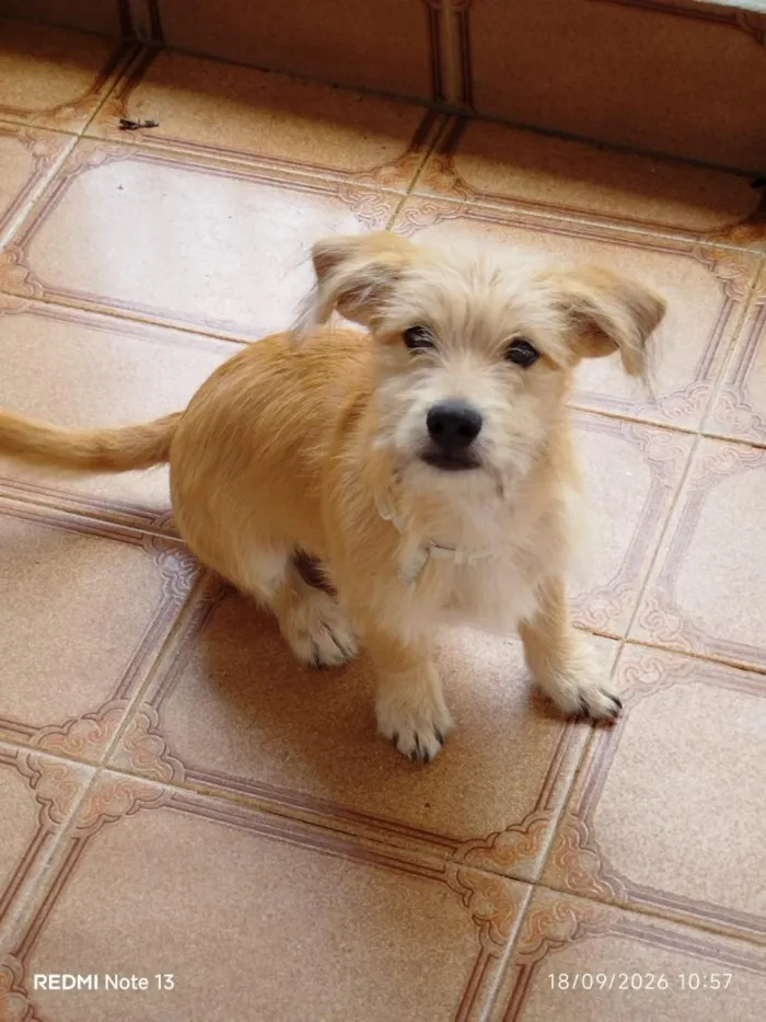 Cachorro raça SRD-ViraLata idade 2 a 6 meses nome NERO