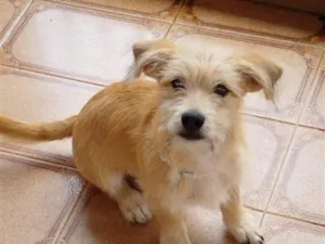 Cachorro raça SRD-ViraLata idade 2 a 6 meses nome NERO
