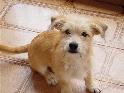 Cachorro raça SRD-ViraLata idade 2 a 6 meses nome NERO