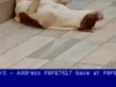 Cachorro raça Pit-Bull idade 2 anos nome Maiolo 