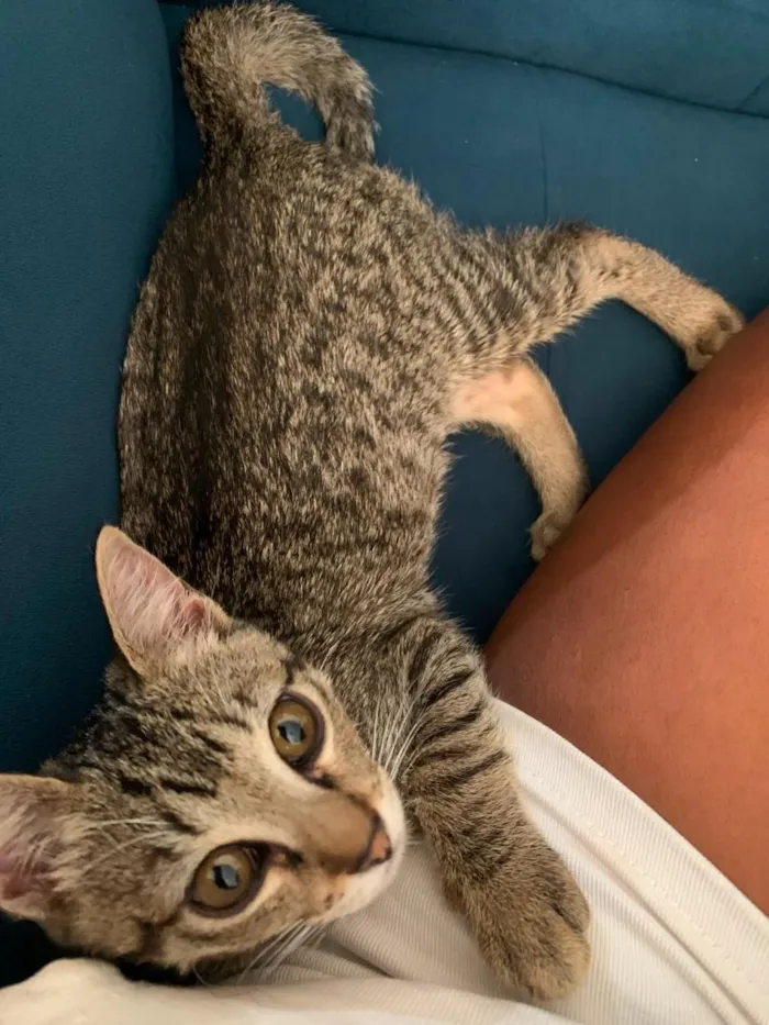 Gato raça SRD-ViraLata idade 2 a 6 meses nome Kiara