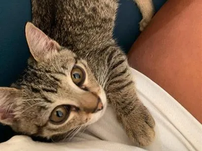 Gato raça SRD-ViraLata idade 2 a 6 meses nome Kiara