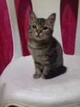 Tigresa