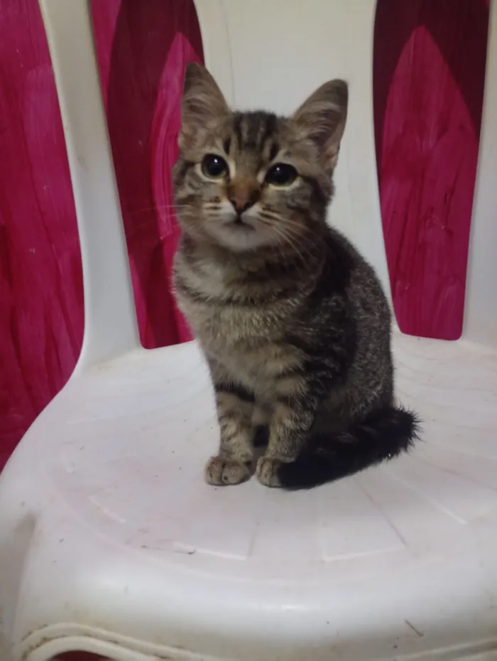 Gato raça SRD-ViraLata idade 2 a 6 meses nome Tigresa