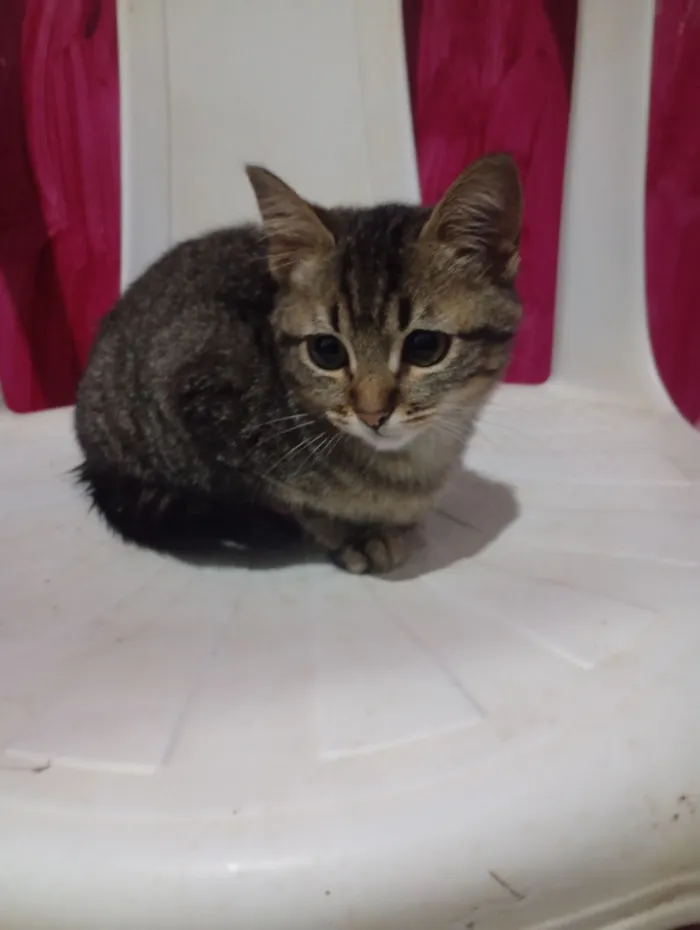 Gato raça SRD-ViraLata idade 2 a 6 meses nome Tigresa