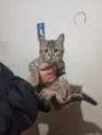 Tigresa