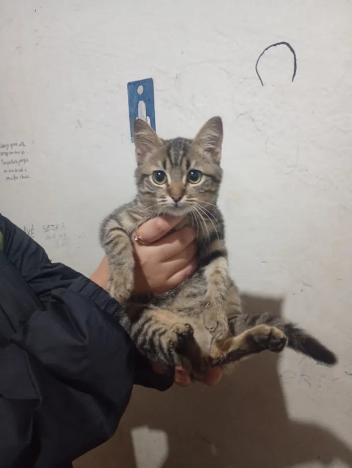 Gato raça SRD-ViraLata idade 2 a 6 meses nome Tigresa