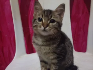 Gato raça SRD-ViraLata idade 2 a 6 meses nome Tigresa