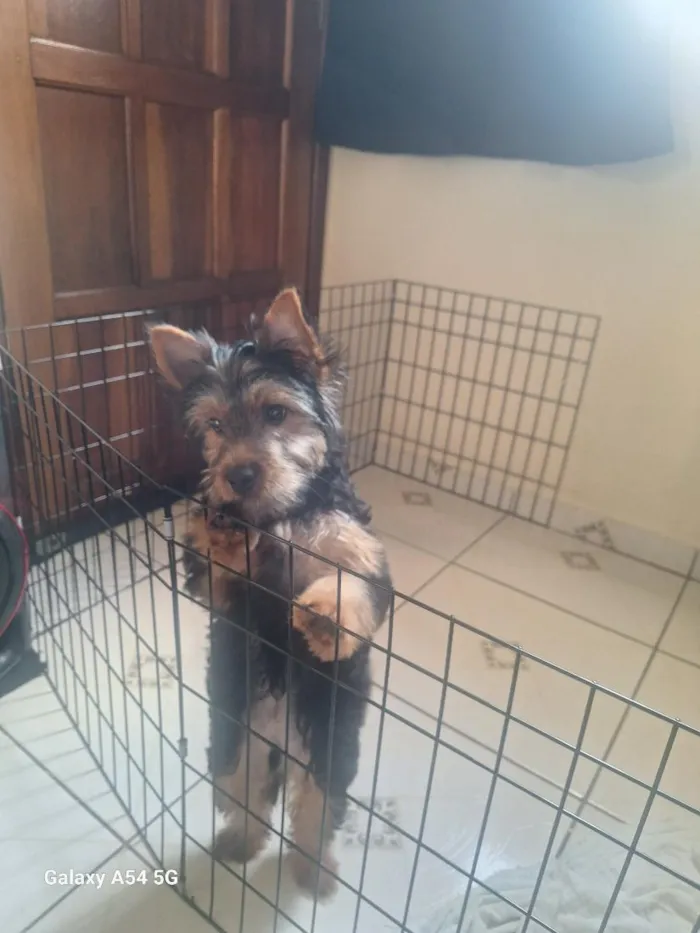 Cachorro raça SRD-ViraLata idade 2 a 6 meses nome atende por toddy  Yorkshire 