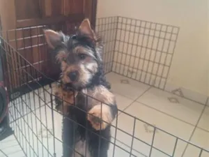 Cachorro raça SRD-ViraLata idade 2 a 6 meses nome atende por toddy  Yorkshire 