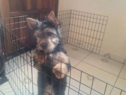Cachorro raça SRD-ViraLata idade 2 a 6 meses nome atende por toddy  Yorkshire 