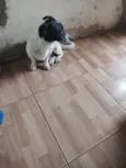 bob
