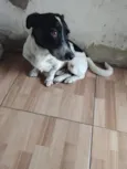 bob