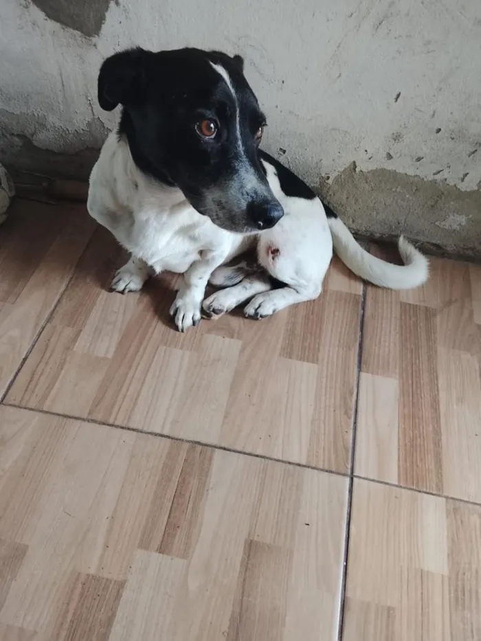 Cachorro raça SRD-ViraLata idade 5 anos nome bob