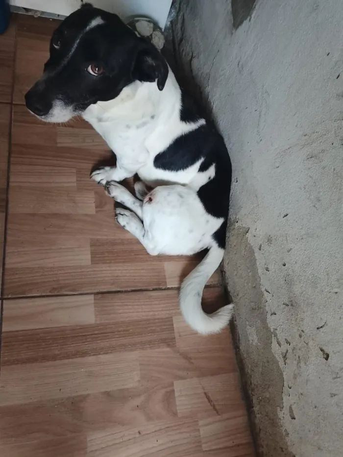 Cachorro raça SRD-ViraLata idade 5 anos nome bob