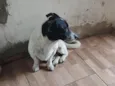 bob