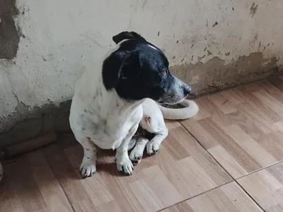 Cachorro raça SRD-ViraLata idade 5 anos nome bob