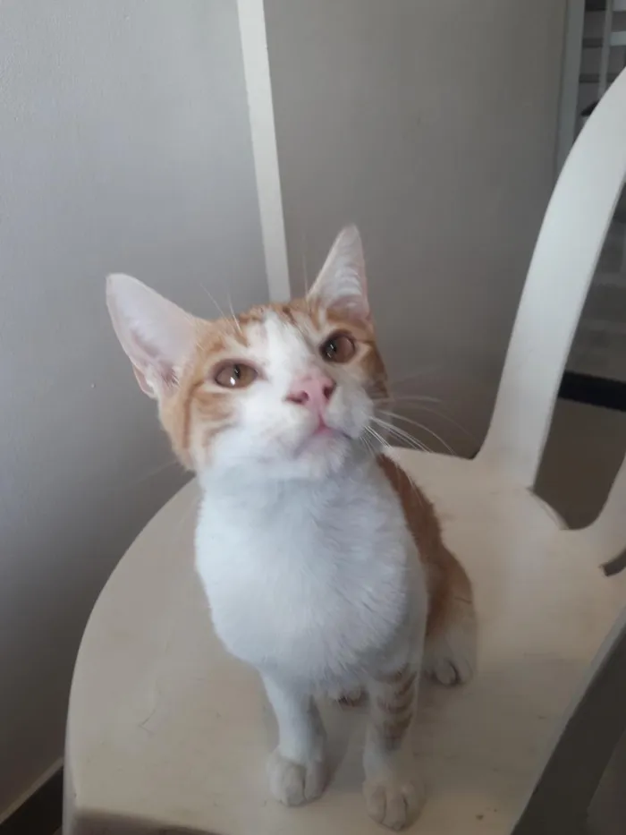 Gato raça SRD-ViraLata idade 2 a 6 meses nome Osíris 