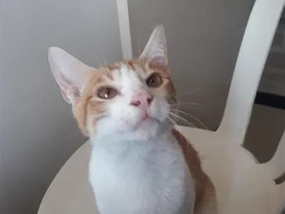 Gato raça SRD-ViraLata idade 2 a 6 meses nome Osíris 