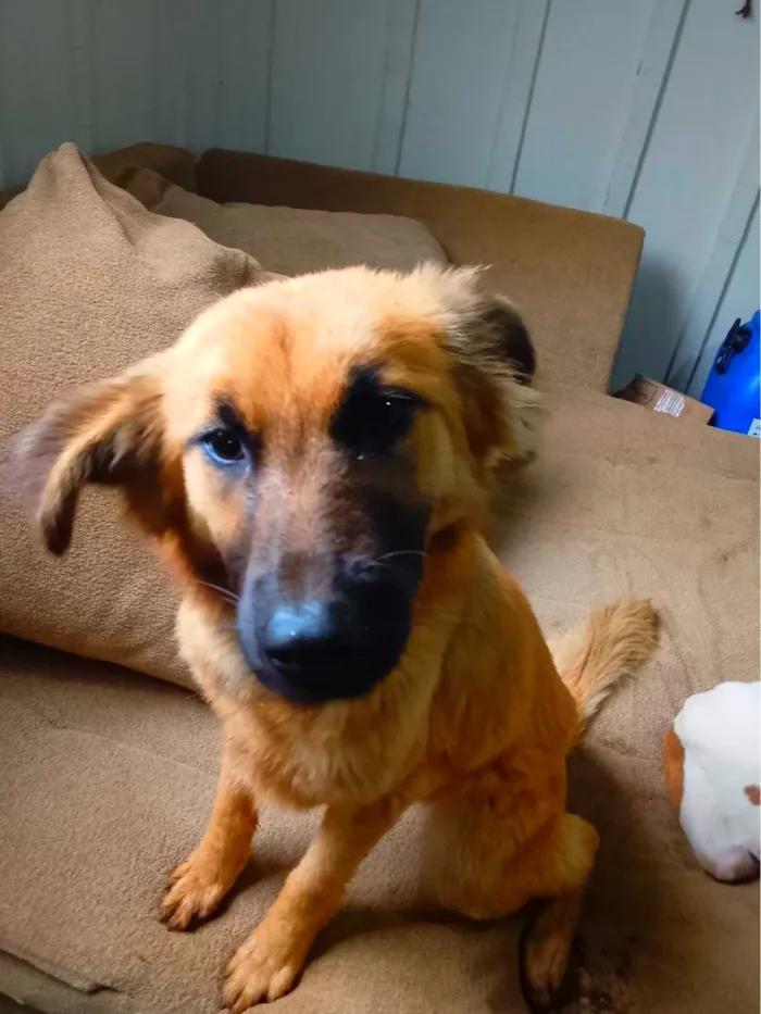 Cachorro raça Pastor Alemão idade 7 a 11 meses nome Chilena