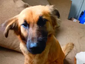 Cachorro raça Pastor Alemão idade 7 a 11 meses nome Chilena
