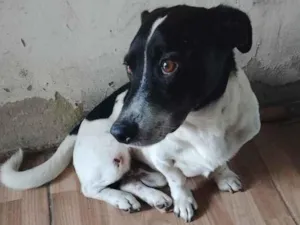 Cachorro raça SRD-ViraLata idade 5 anos nome bob