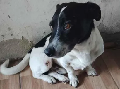 Cachorro raça SRD-ViraLata idade 5 anos nome bob
