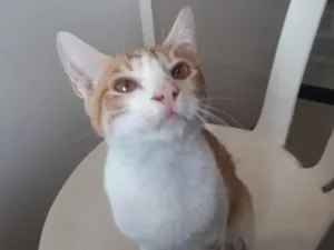 Gato raça SRD-ViraLata idade 2 a 6 meses nome Osíris 