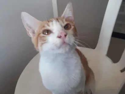 Gato raça SRD-ViraLata idade 2 a 6 meses nome Osíris 