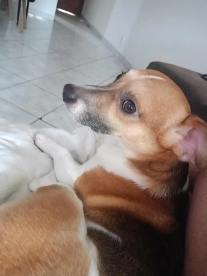 Cachorro raça SRD-ViraLata idade 5 anos nome Luke