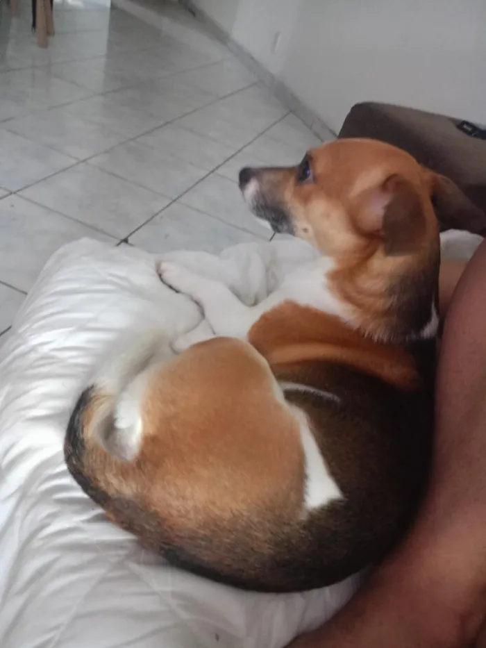 Cachorro raça SRD-ViraLata idade 5 anos nome Luke