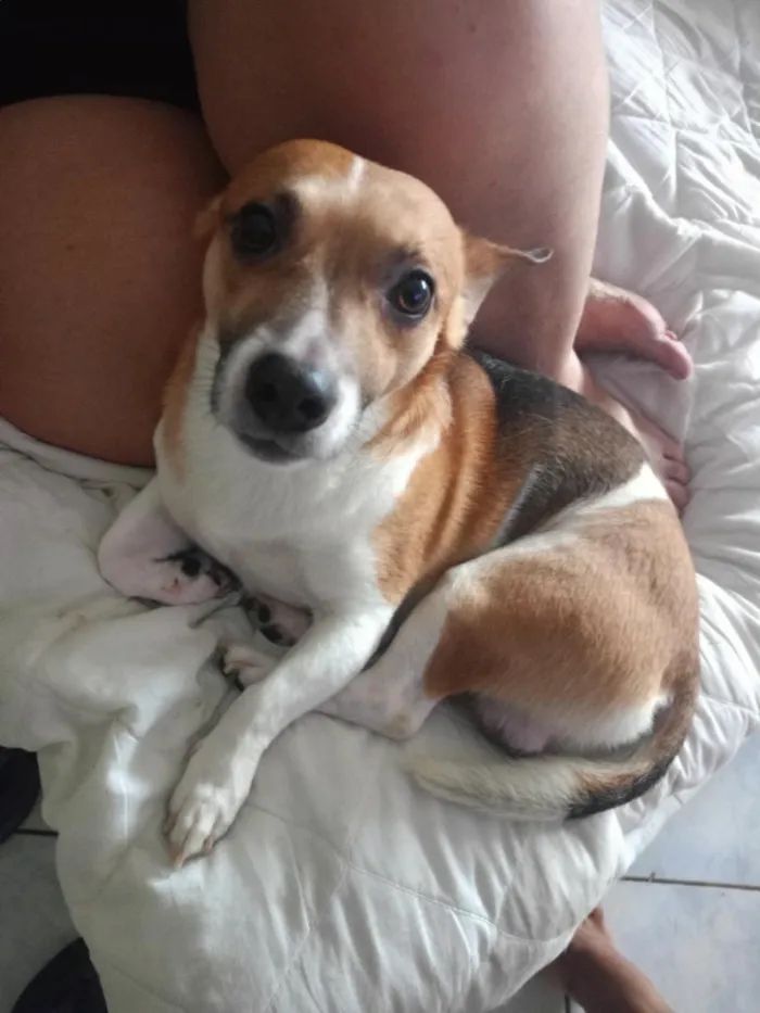 Cachorro raça SRD-ViraLata idade 5 anos nome Luke