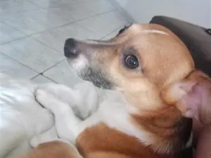 Cachorro raça SRD-ViraLata idade 5 anos nome Luke