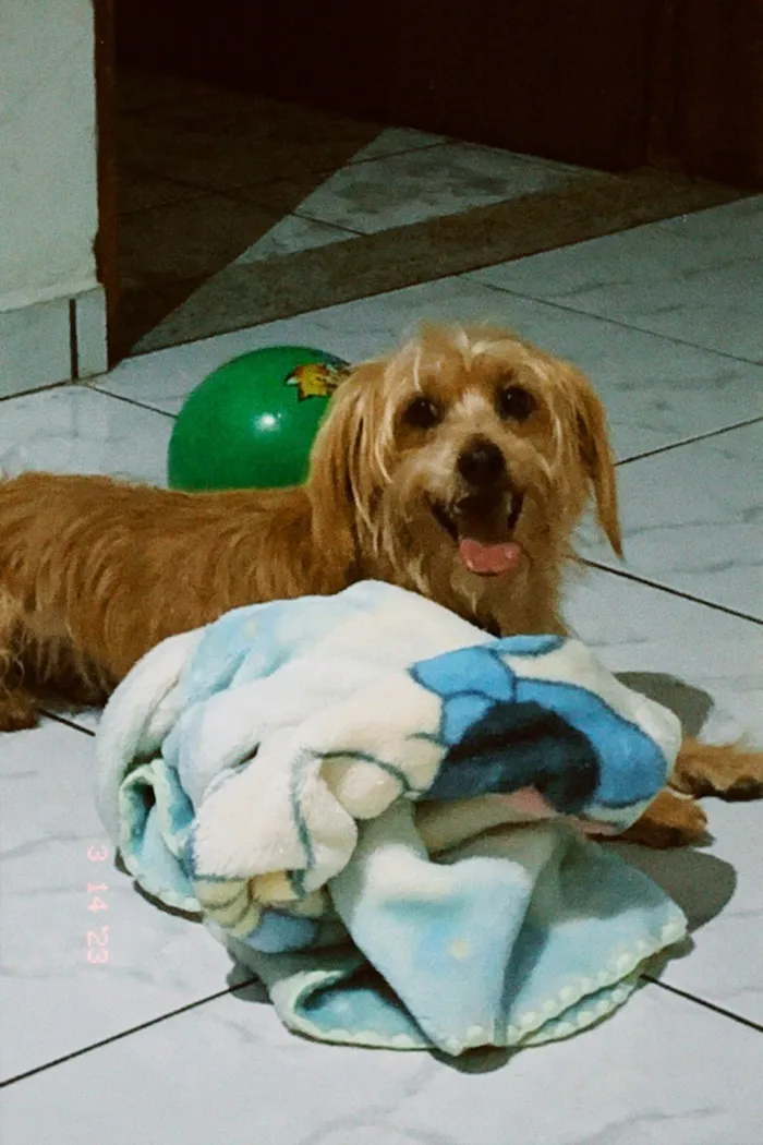 Cachorro raça SRD-ViraLata idade 6 ou mais anos nome Marley